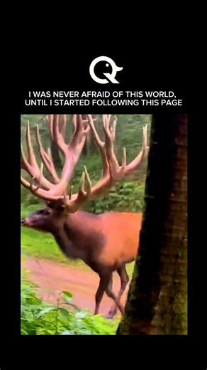 Wildlife Chaos ☠️ on Instagram: "The Irish Elk (Megaloceros giganteus) The Irish Elk is one of the most magnificent and largest deer to ever walk the earth. Despite its name, it wasn’t exclusively Irish and lived across Europe and Asia. This prehistoric giant is legendary for having the largest antlers of any known deer species. • Physical Traits: While the video shows an animal of impossible scale, the real Irish Elk stood about 7 feet tall at the shoulder and carried antlers that could span up