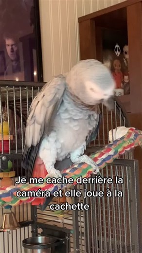 Playful Parrot Ruby Playing Hide and Seek with Owner