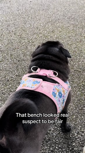 Pugs are very protective 🤣 #funny #dog #pugs #pugsoftiktok #pug | pugs