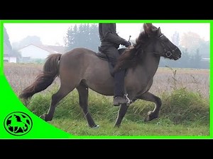 Eintölten eines Islandpferdes (Trabtölter)