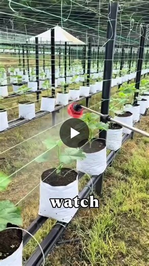 #climatesmartagriculture #agriculturalinnovation #foodsecurity #agritech #climateresilience #sustainablefarming #agricultureleadership #farminnovation #globalagriculture #futureoffarming | Rugerinyange Simon