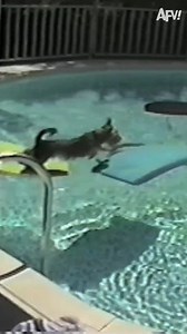 Nothing better than puppies in pools! | AFV Classics