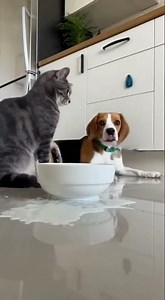 Dog's Milk Drinking Interrupted: What Happens Next?