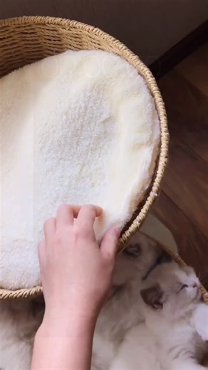 #lovelycats #kittycat #foryoupage #catsvideo #cuties #cats #catlove #funnycatso