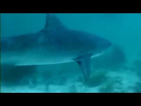The Reality of a Shark's Life in the Deep Seas (Full Documentary)