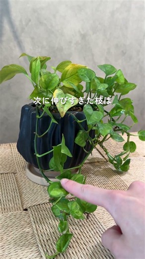 🍀Pruning Tips for Beginners: Easy Ways to Trim Your Plants🍀【☘Life with Houseplant】2606-4