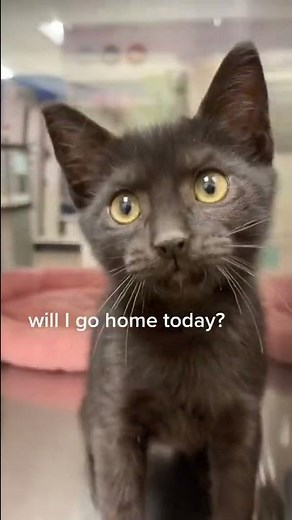 Adoption Day at Petsmart!