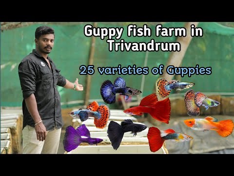 Guppy Fish Farm With Wide Varieties In Kerala #farming #guppy