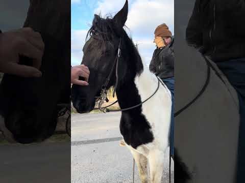 TSP LOT# 3325 - Spotted Saddle Horse - Mare - 14 YO - 15 H - $2,000