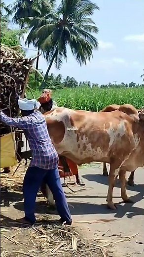 Bullock Cart Heavy Load Ride | Bullock Cart Heavy Load Crops Transport | Bullock Cart Heavy Load