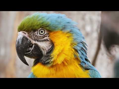 La selva Peruana - Amazonía - Jungla - Documental