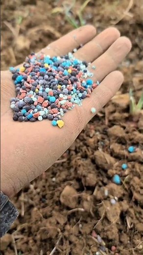 Difference between simple and compound fertilizers #plants #agriculture