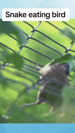 #snake #animals #animalworld #wildanimals #python #birds