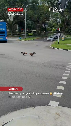 64K views · 322 reactions | baru aku tengok sabung ayam di tengh jalan biasa dlm hutan - Netizen | My Resipi | Facebook