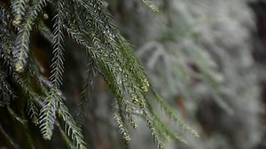Tree, Cedar, Plant. Free Stock Video