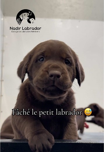 Fâché le petit garçon 😅! Il est tellement cute ce chiot labrador chocolat 🤎! Un beau bébé de 5 semaines qui s’exprime! #nadirlabrador #chiots #labrador #labradorretriever #elevagechien #eleveurcanin