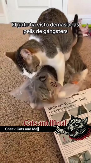 Heavy Metal Cats: Knocked Loose Live Performance