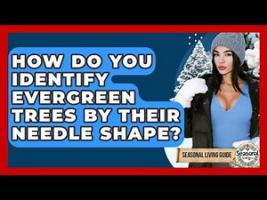 How Do You Identify Evergreen Trees By Their Needle Shape? - Seasonal Living Guide