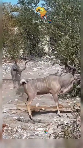 Ever Seen Two Male Kudus Sparring? One Did Not Make It