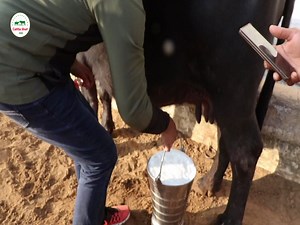 Randeep Malik told the right way to extract milk! How to Extract Milk | Pashupalak Manch