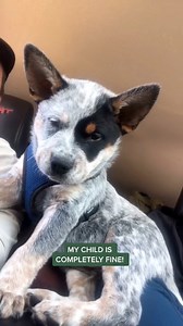 174K views · 7.4K reactions | Puppy Apollo was such a menace  Apollo in the Wild #cattledogsofinstagram | Apollo in the Wild | Facebook