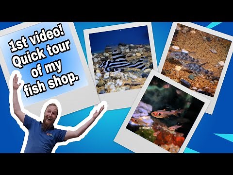 1st Video! Quick tour of my fish shop!