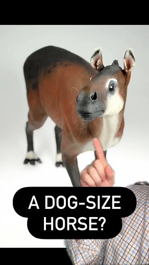 103K views · 26K reactions | How did horses evolve? #interestingfacts #funfacts #edutainment #infotainment #science #history #ideasoup | Idea Soup | Facebook