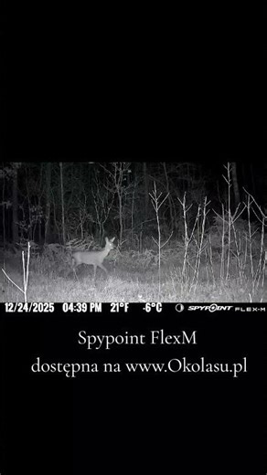 Spypoint FLEX-M - ujęcie za dnia i nocy 🌿