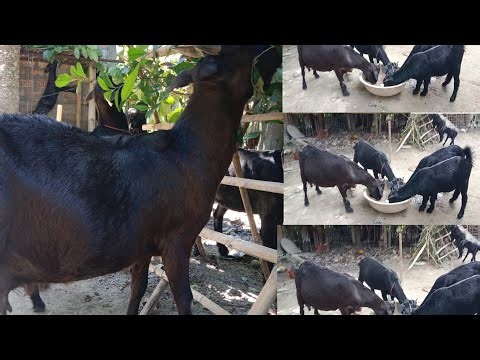 Goats farming in Assam//local goats farming in Assam 🐐