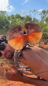 2.3M views · 78K reactions | Here's me commentary on a lizard welcoming tourists down under  | Ozzy Man Reviews | Facebook
