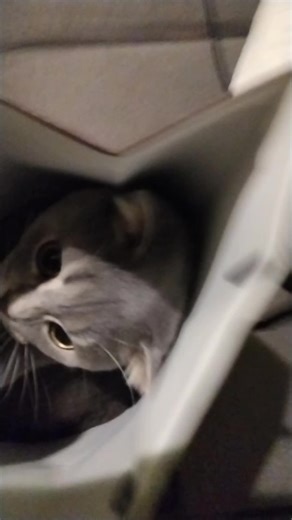 Goon Robot 激光炮🏳️‍⚧️🏳‍🌈 (@goonrobot)’s videos with Cutting My Penis Off - Nutbusters