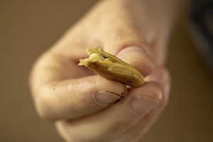 Giant Pumpkin Seed Starting Guide - Step by Step - Giant Pumpkins NZ