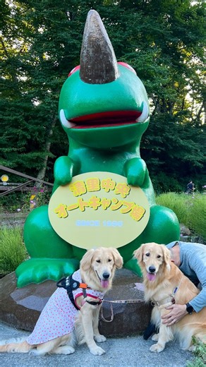 あ～ちゃんおかしゃん on Instagram: "先週末はあーちゃん、山梨県の清里へキャンプに行ってきました🚗³₃🏕 お友達も元気いっぱいわんしゃま💕‪ サイトに着いたら、まずはドッグランでひとっ走りだっ! ということで早速キャンプ場内にあるドッグランに行ってきました😊 今回泊まった清里中央オートキャンプ場は、わんこOKのキャンプ場で、場内にとっても広いドッグランがあるのが魅力なんです🐕 あーちゃんもゆのちゃんもとっても楽しそうにお互い「遊ぼ♥️」のプレイバウしていて可愛い〜😘 落ち葉が堆積したふわふわな地面をいっぱい走って、最後は可愛いふたりをニヤニヤ撮影していたおとしゃんに、いっぱいの「愛」をくれたわんこ達😁💕 楽しくひとっ走りして、さぁキャンプ開始です🏕 #清里中央オートキャンプ場 #清里キャンプ #オートキャンプ #犬とキャンプ #ドッグラン付きキャンプ場 #キャンピングカーの旅 #愛犬とお出かけ #犬連れキャンプ #キャンプライフ"