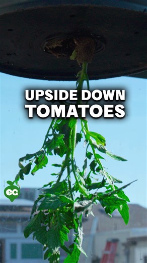 52K views · 840 reactions | GROWING TOMATOES UPSIDE DOWN - Here’s how...