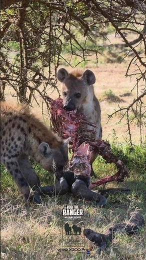 Spotted Hyenas Finishing a Gnu #nowfilming #vivox300pro #wildlife