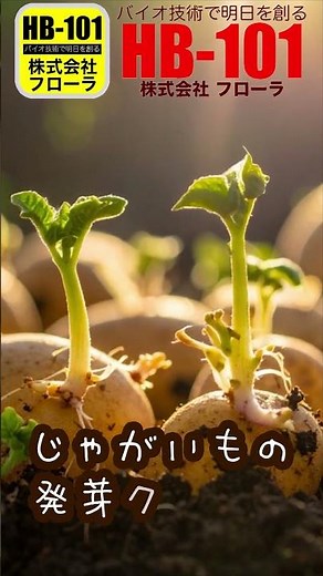 HB 101 ワンポイントアドバイス ジャガイモの植付前に！
