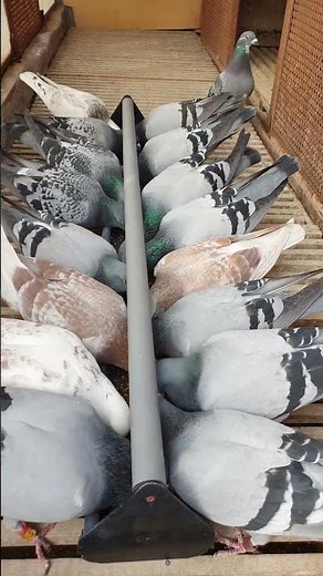 The best shots from raising carrier pigeons