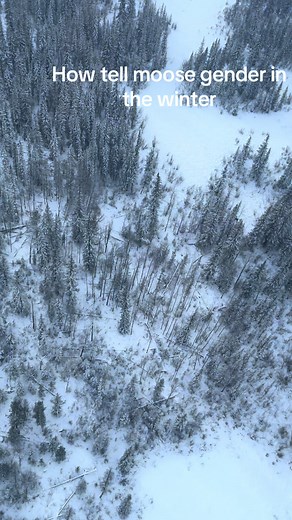 Chilcotin_Anaham🇨🇦 (@chilcotin_anaham)’s videos with original sound - Taylor White