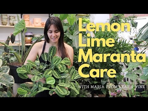 Prayer Plant | Lemon Lime Maranta Care with Leaf & Vine