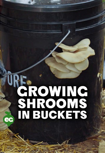 Cómo cultivar champiñones en un balde fácilmente