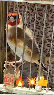 jilguero pitorreando activá a tus jilgueros 100%