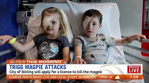 277K views · 2.4K reactions | Two children could each lose sight in one eye after they were attacked by a magpie in Perth!  The local council will likely kill the bird. | Sunrise | Facebook