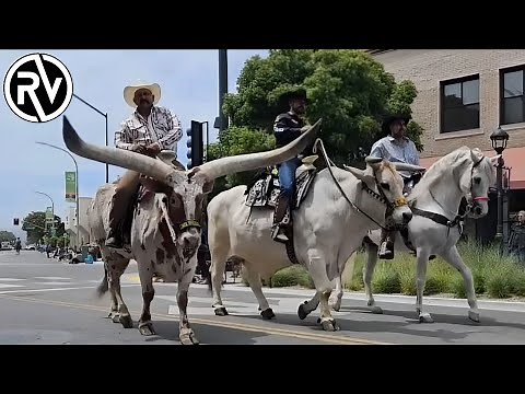 The Best Horse Parades in the United States