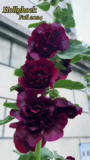 Have you started your Fall 2024 planting plan? #hollyhock #growyourown #plantlover #natureathome #flowergarden #flowerpower #gardendesign #diygarden #plantingseason2024