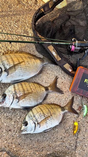 LRF fishing 🎣 #fishing #seabass #fish #new #bassfishing #fishingtrip