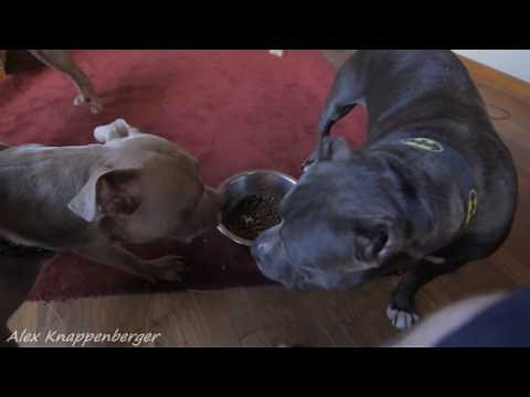 How to STOP Dog Food Aggression / Resource Gaurding
