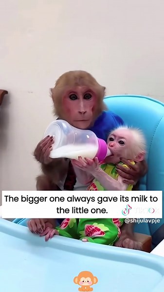 I found two little monkeys about to drown.It was dangerous. And then...#rescue #monkey #rescueanimals #fyp #usa