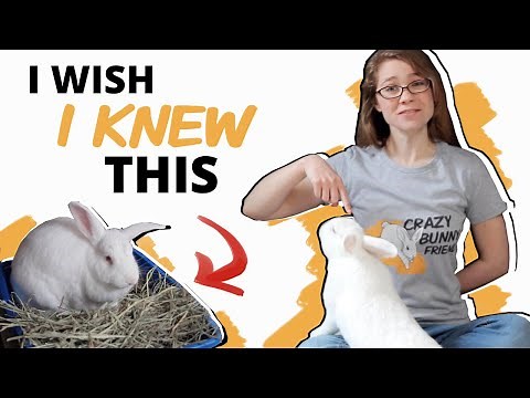 10 Things NO ONE Tells You About Getting a Rabbit