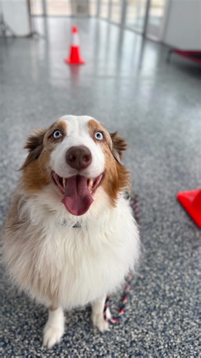 Mixing commands back-to-back keeps dogs thinking instead of just patterning. By rotating through come → sit → place → down → heel, we teach dogs to listen to the words, not the routine. Why it works: • Builds impulse control • Strengthens engagement with the handler • Prepares dogs for real-life unpredictability Dogs shouldn’t only succeed when they can predict what’s next — circuit drills build flexible, reliable obedience anywhere. 🧠🐾 | Great Lakes Dog Training Co.