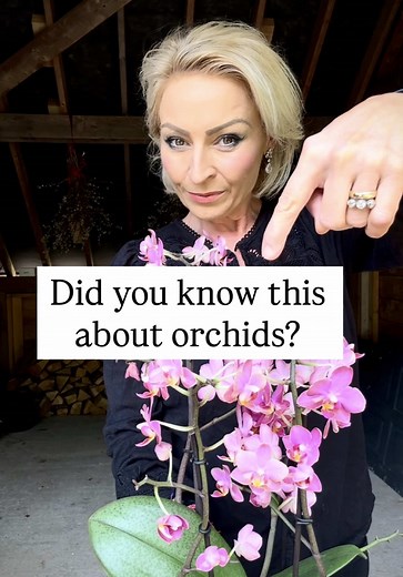 Orchid Propagation in Water: Easy Steps to Multiply Your Plants